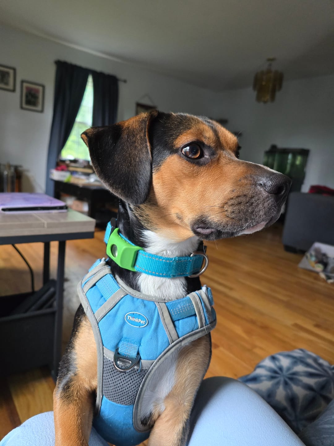 Chien de Isabelle
