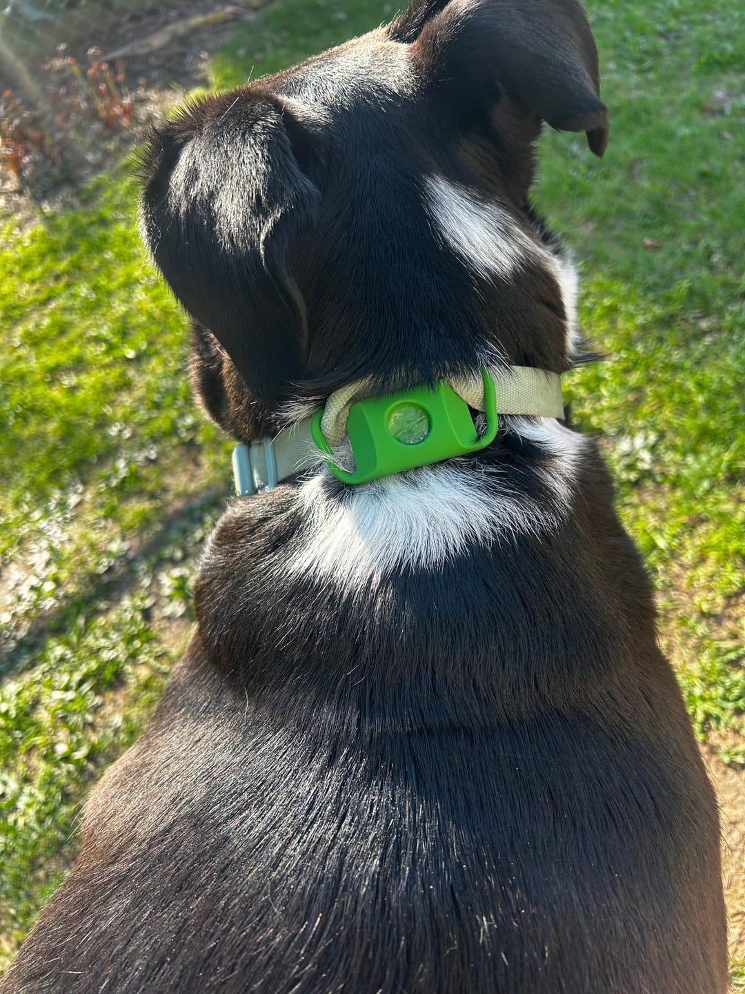 Chien de Marie