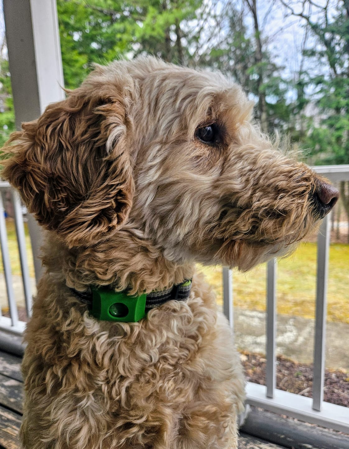 Chien de Nathalie