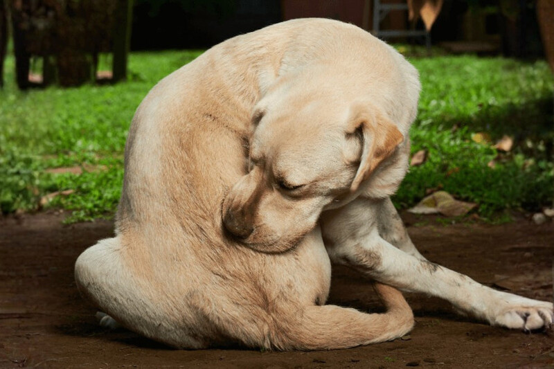Un chien fatigué se grattant le cou
