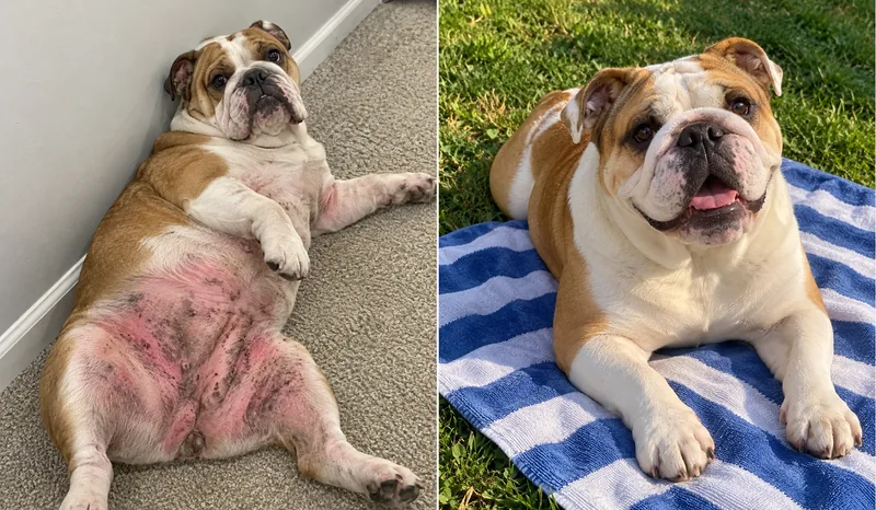 Bella, English Bulldog